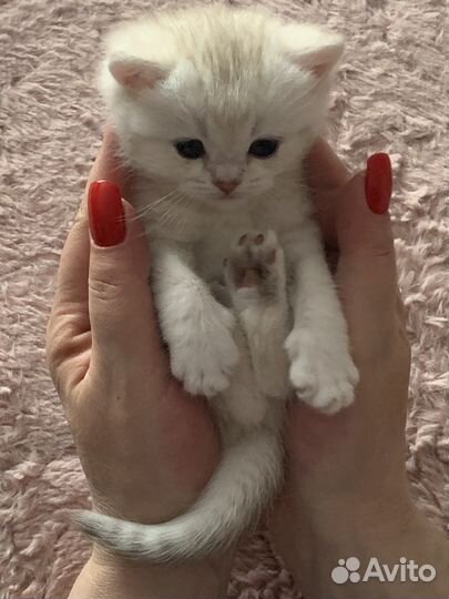 Британская шиншилла