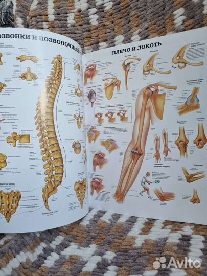Большой атлас анатомии человека