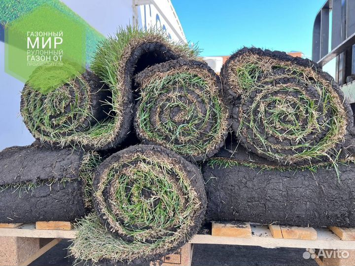 Рулонный газон