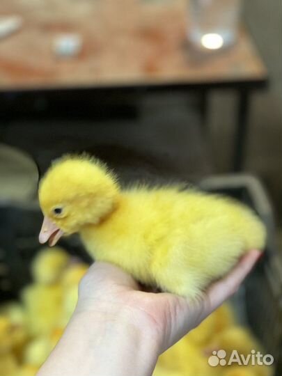 Мулард, Гусь и ст-5 с Доставкой