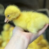 Мулард, Гусь и ст-5 с Доставкой, Керчь