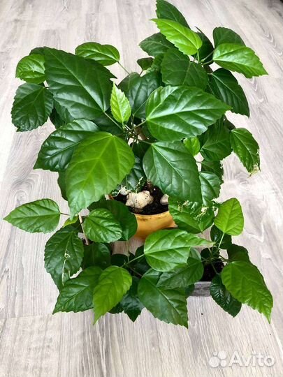 Цветущие комнатные растения