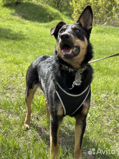 Собака из приюта