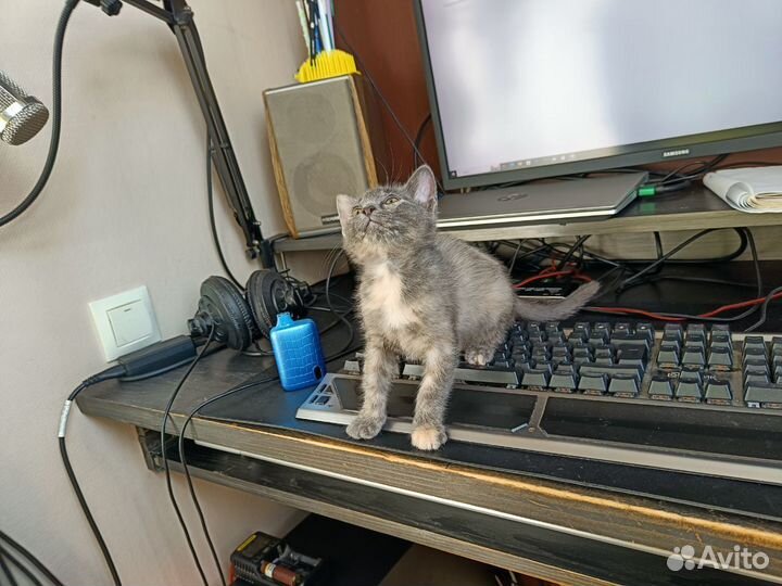 Котенок Малышка