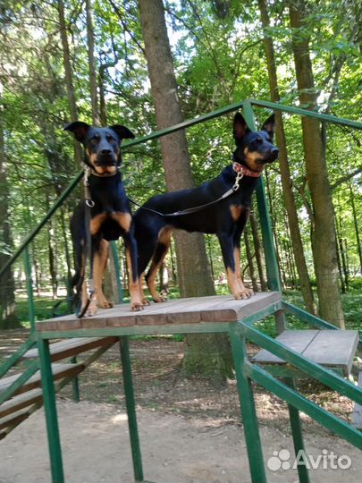 Собаки в дар в добрые руки