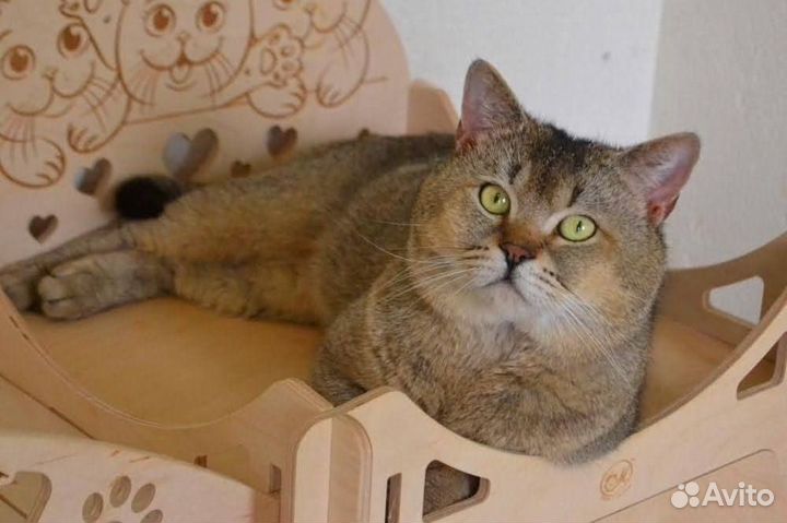Кот на вязку
