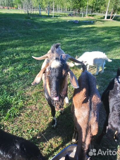 Нубийский козел. 2 года. На племя