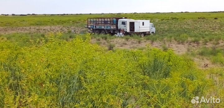 Мед молочаевий