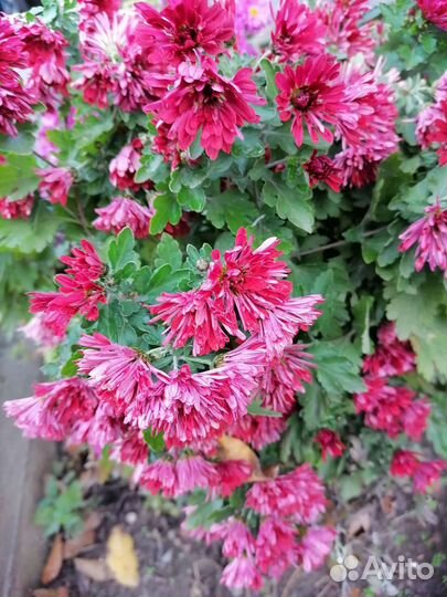 Дубки цветы