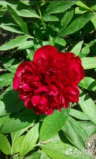 Цветы для сада