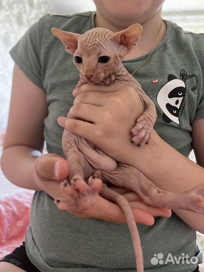 Канадский сфинкс