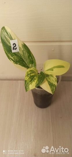 Монстера (филодендрон) Кобра желтая