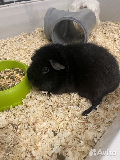 Продам две морские свинки с клеткой