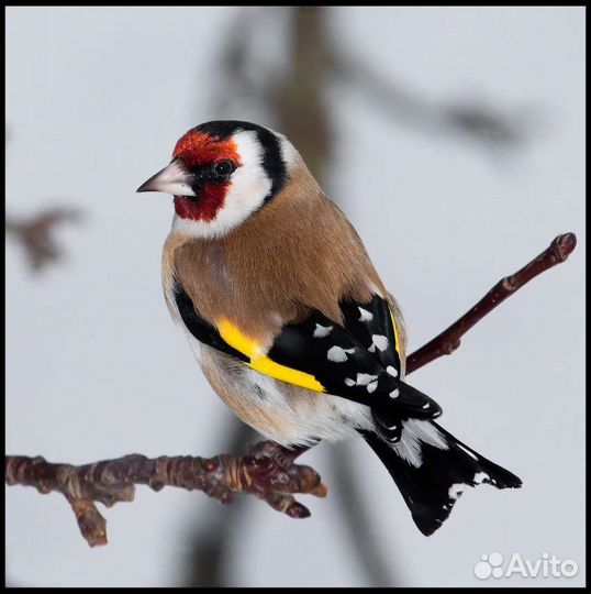 Певчие птицы