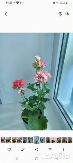 Пеларгония герань