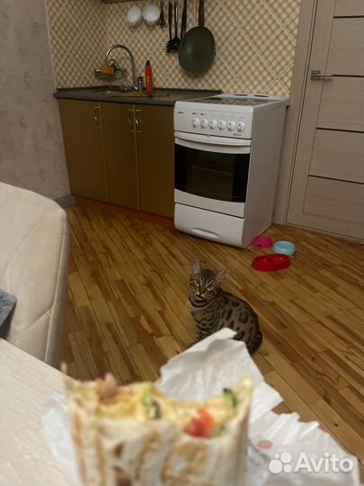 Вязка с бенгальским котом