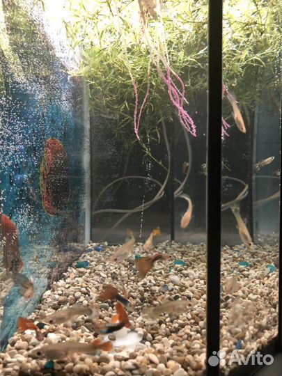 Продаются аквариумные рыбки 