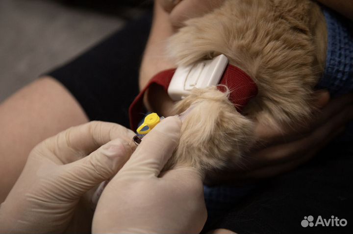 Ветеринарный врач Срочный выезд паспорт