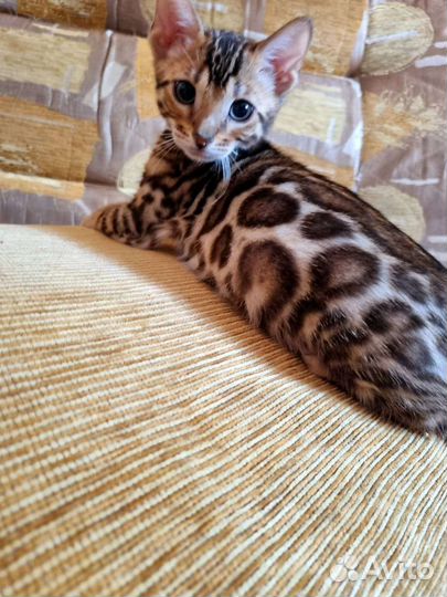 Бенгальский котик