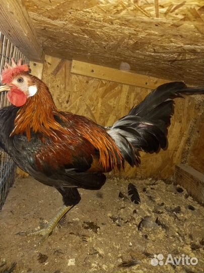 Аям Китава смеющейся петух