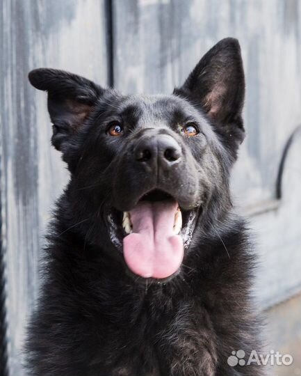 Собаке нужен хозяин и дом