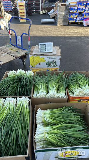 Лук зеленый перо