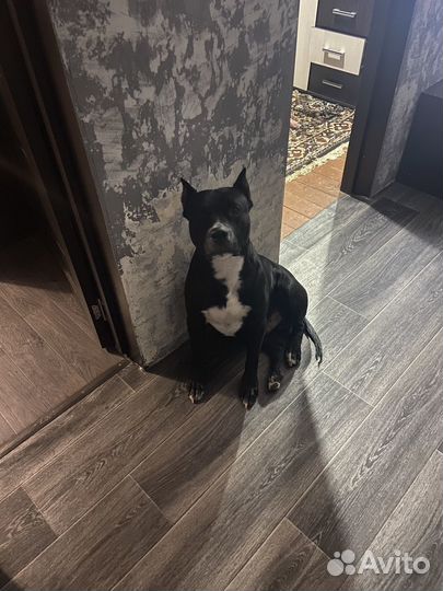 Американский стаффордширский терьер вязка