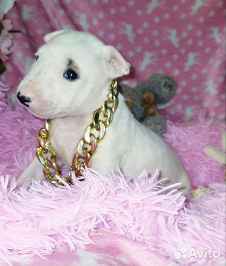 Стандартные шикарные девочки бультерьера,доставка