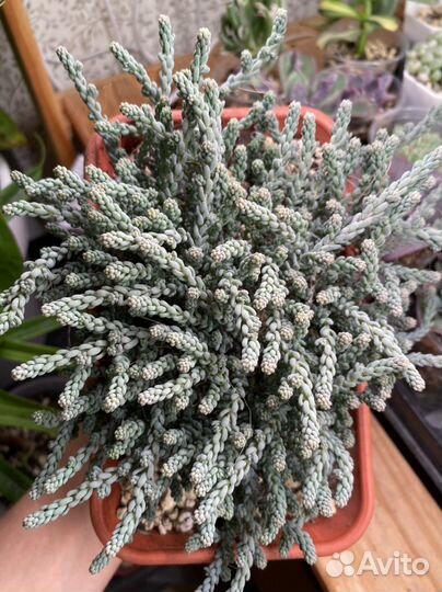 Седум Милки Вей, суккуленты