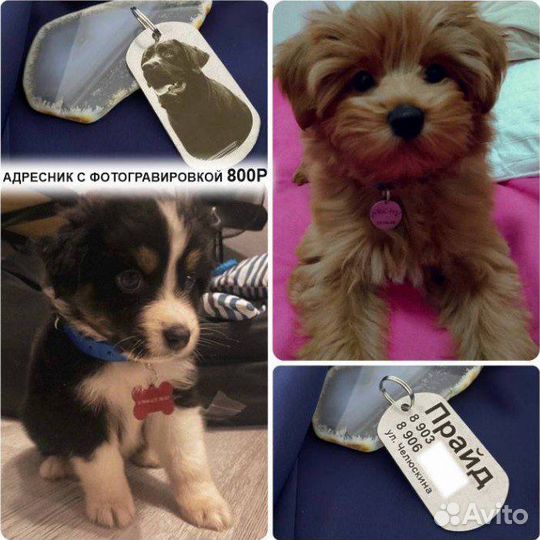 Адресник для собаки или кошки