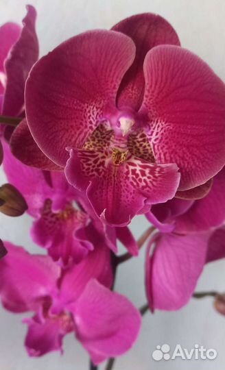 Орхидея фаленопсис биг лип цветущая