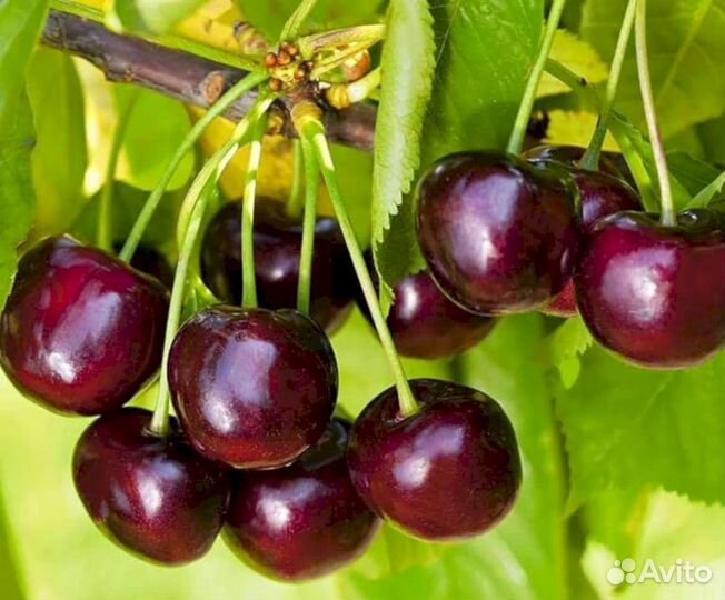 Саженцы черешни Федора (логри)