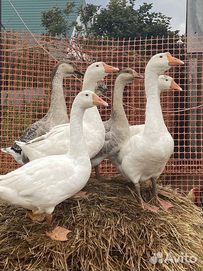 Холмогорские гуси