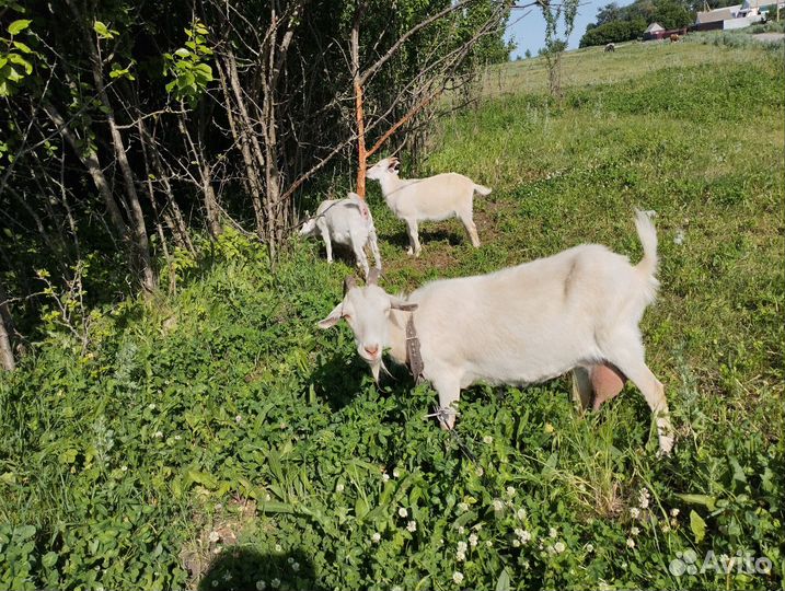 Коза, козел, козлята