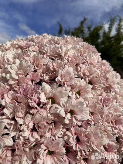 Ромашковая хризантема розовая,доставка