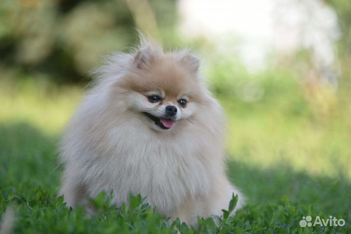 Померанский шпиц медвежьего типа