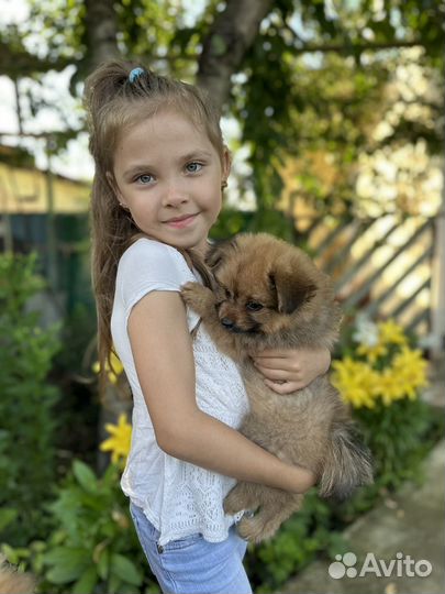 Малый немецкий шпиц