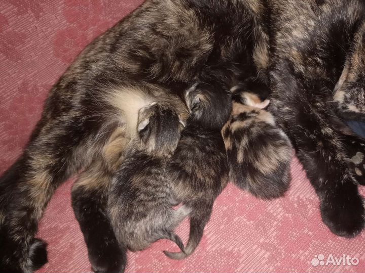 Отдам котят бесплатно