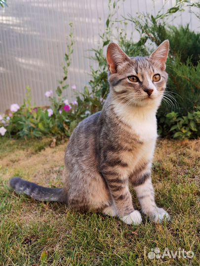 Котята в добрые руки приучены к лотку