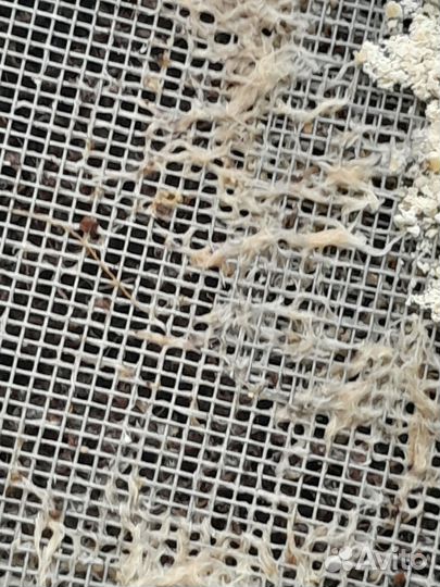 Живой корм Гриндаль