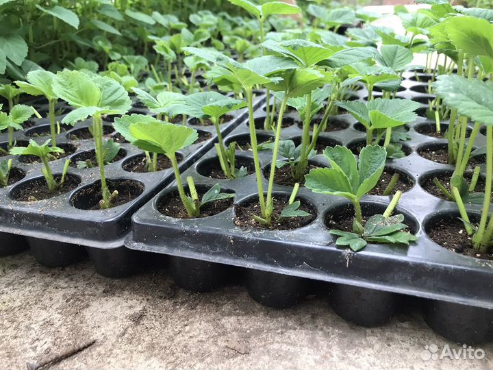 Рассада клубника Кабрилло