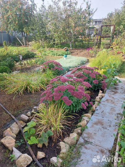 Многолетники садовые