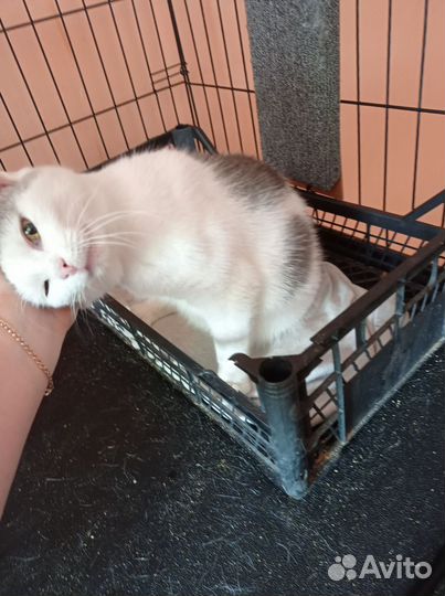 Кошки в добрые руки