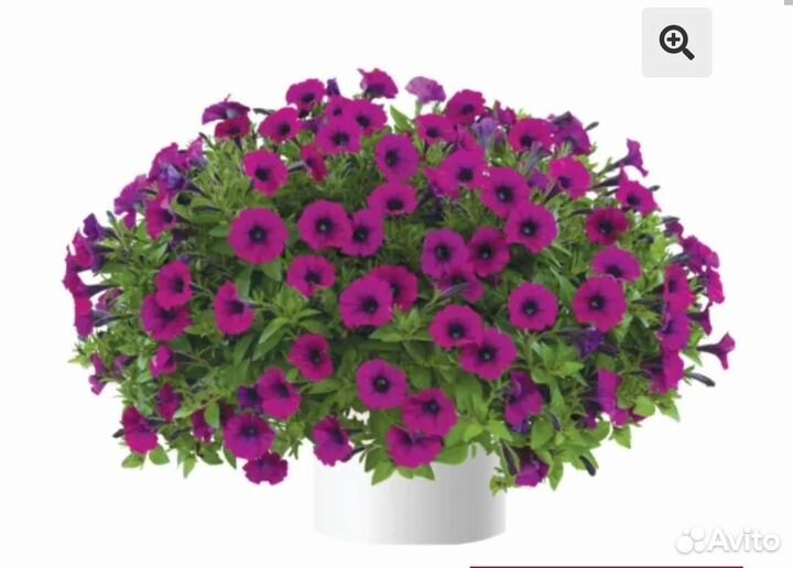 Литлтуния вегетативная