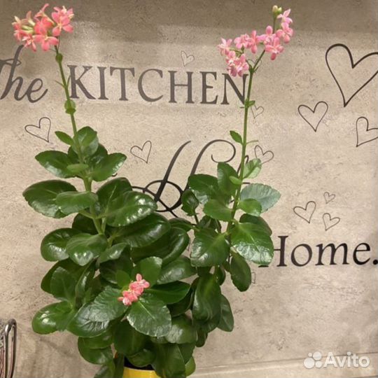 Комнатные цветы, разные