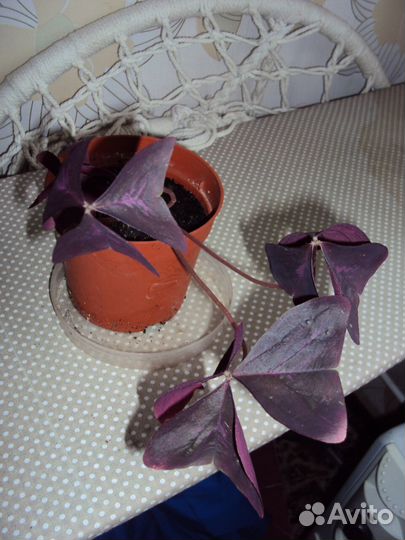 Комнатные цветы