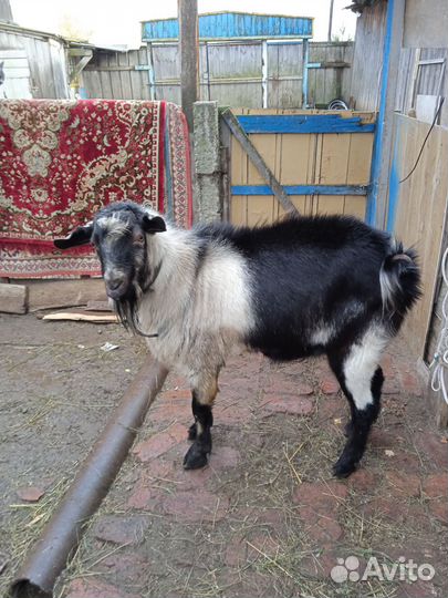 Козел зааненский