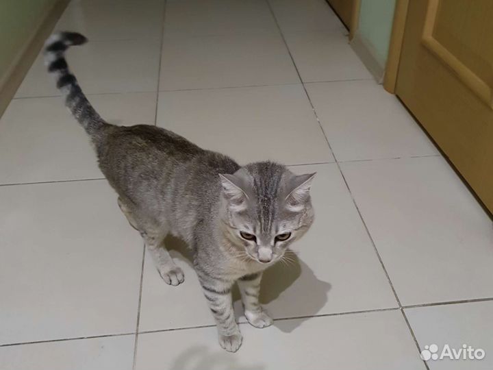Обычный безпародистый кот