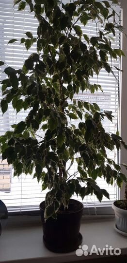 Фикус бенджамина пестролистный