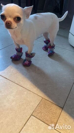 Зимний комбинезон-пуховик куртка для собак мелких